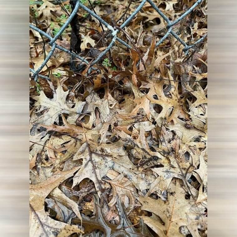 Une petite grenouille cachée dans les feuilles