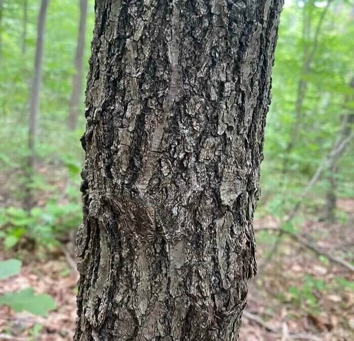Repère l'étonnant papillon de nuit qui ressemble à un arbre