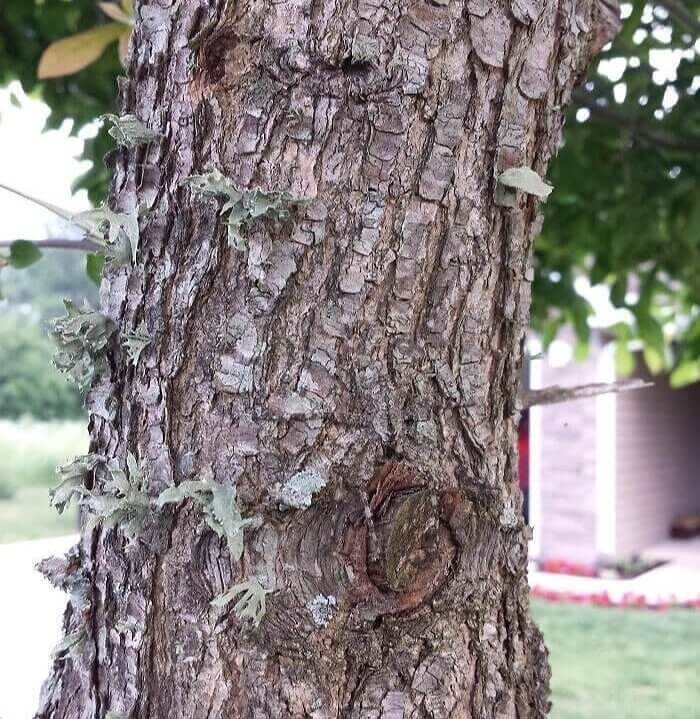 Une araignée à la vue de tous