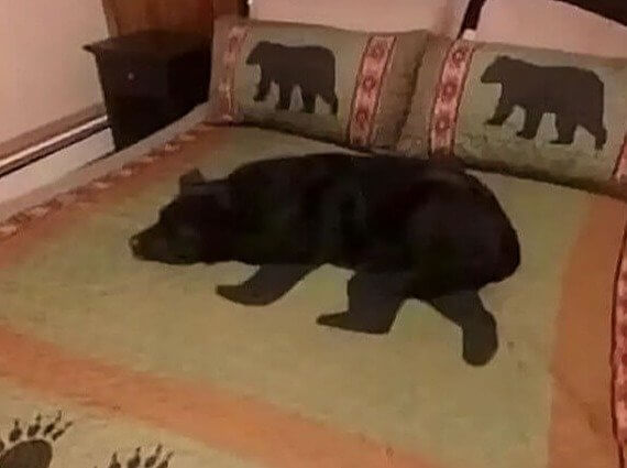 Spot le chien d'ours rare