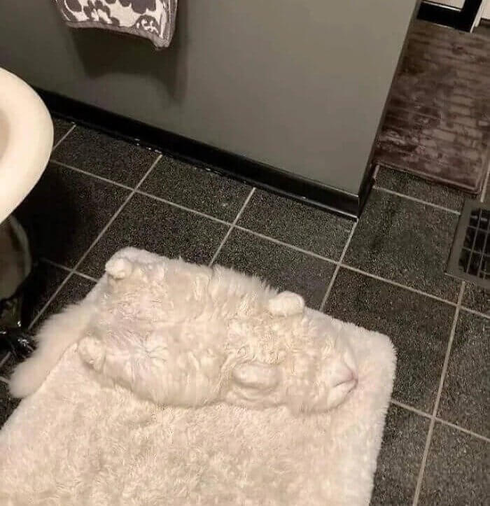 Il n'y a pas de chat ici