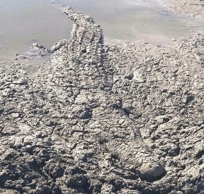 Où est l'alligator ?