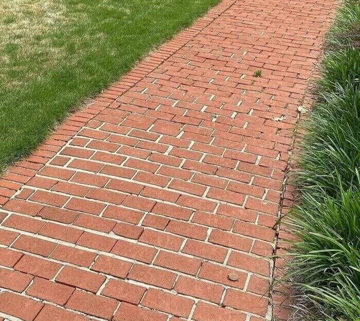 Un petit ami trouvé sur le chemin