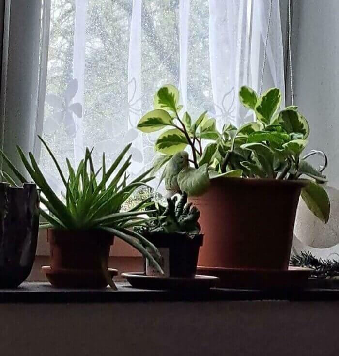 Un oiseau et ses plantes