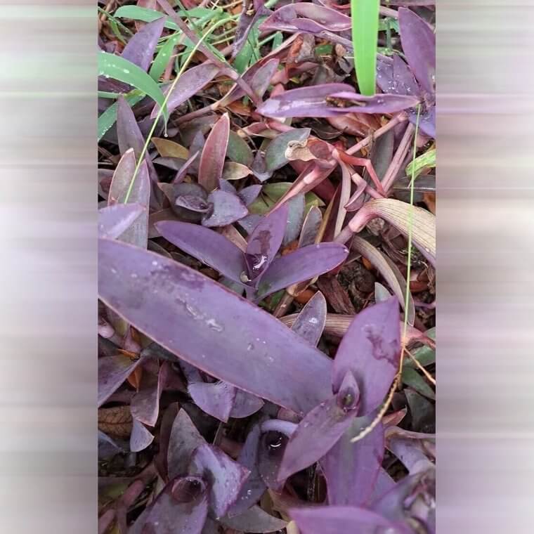 Un lézard tapi dans les feuilles