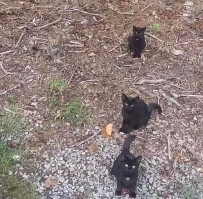Il y a quatre chats ici