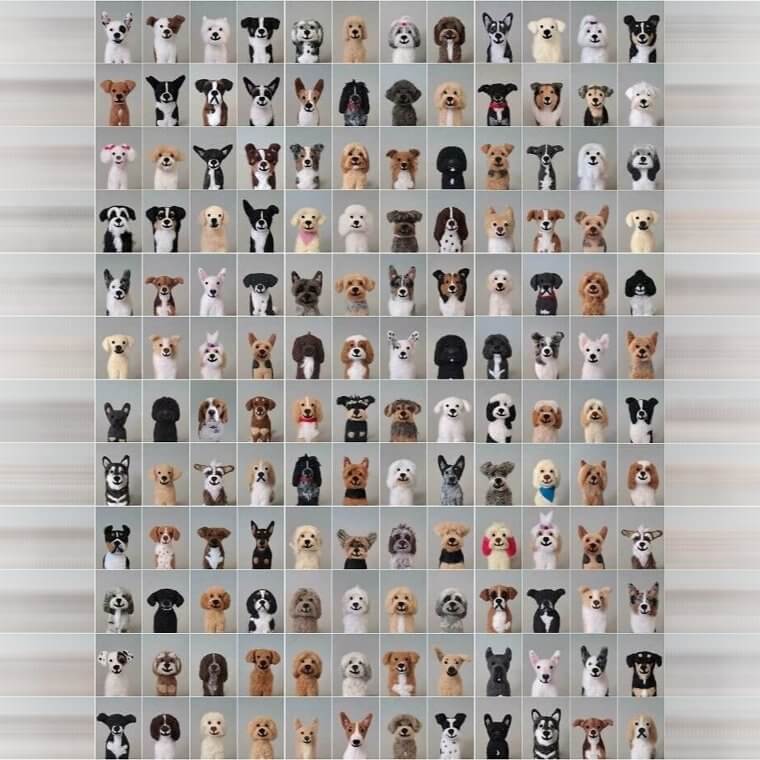 Repère le vrai chien par rapport aux faux