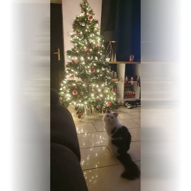 Il y a deux chats sur cette photo