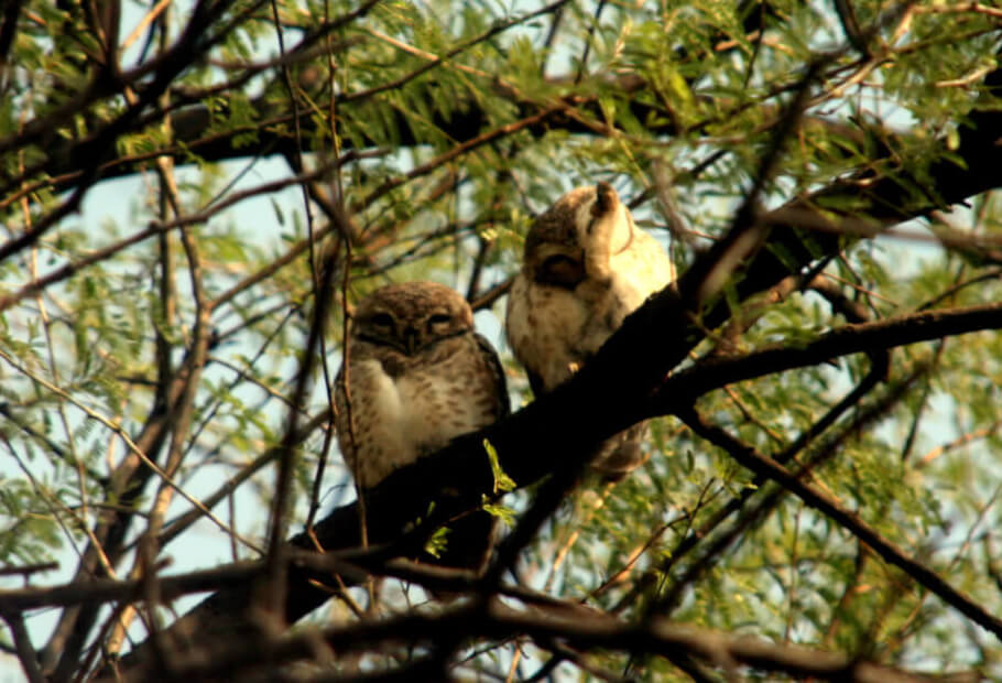 Animales tan camuflados que es casi imposible encontrarlos