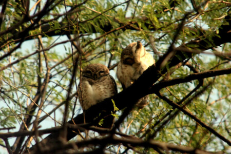 Animals That Are so Camouflaged It's Nearly Impossible to Find Them