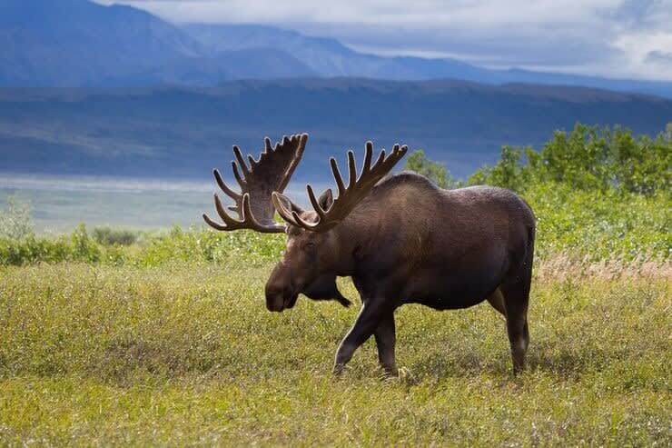 Moose Laws Are Real