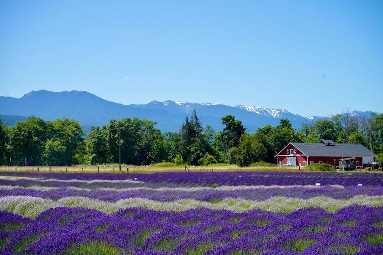 Sequim, Washington's Lavender Fields Retirement Haven