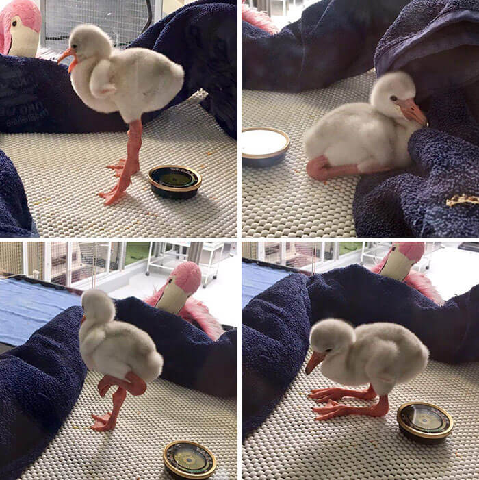 Baby Flamingo With Its "Pretend Mum"