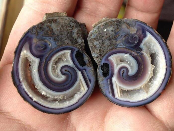 One Of Nature's Most Beautiful Shells