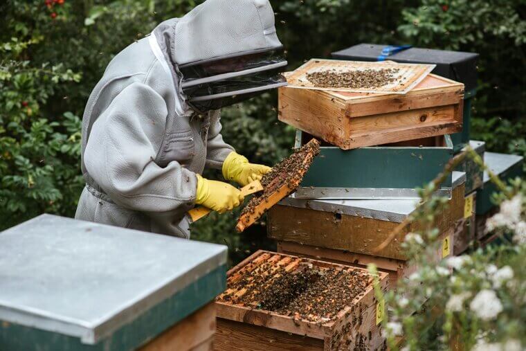 Discovering the Joy of Beekeeping Later in Life
