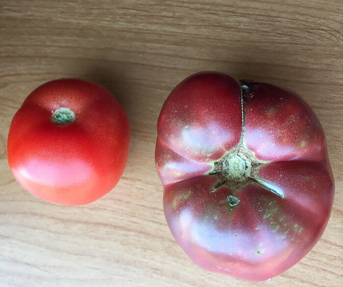 Voici La Tomate Moderne Et La Variété Existante Il y A 150 Ans