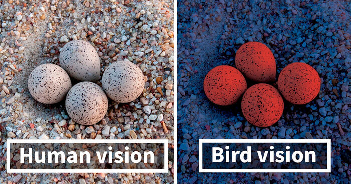 Comment Les Oiseaux Voient Réellement Les Objets Par Rapport À La Façon Dont Nous Les Voyons