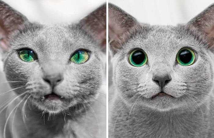 Les Yeux De Ce Chaton Pendant Le Jour Et Pendant La Nuit