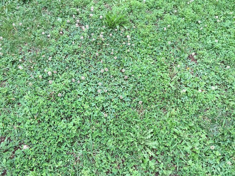 Allowing Weeds to Spread