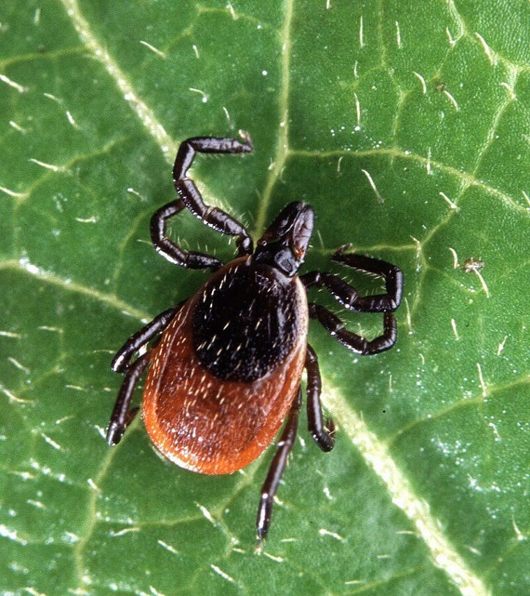 Vermont - Deer Ticks