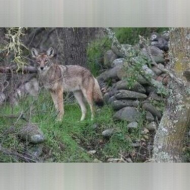 New Jersey - Coyotes