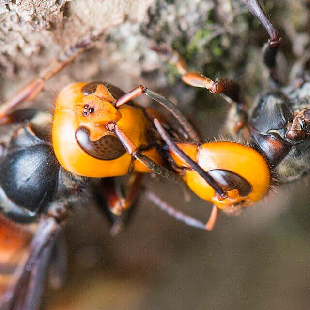 Washington - Flying and Stinging Insects