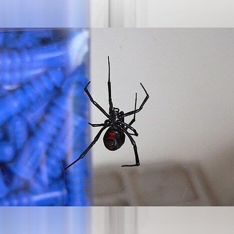 Rhode Island - Black Widow Spiders