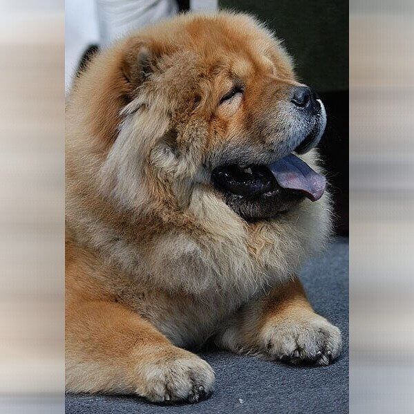 New Hampshire - Dogs