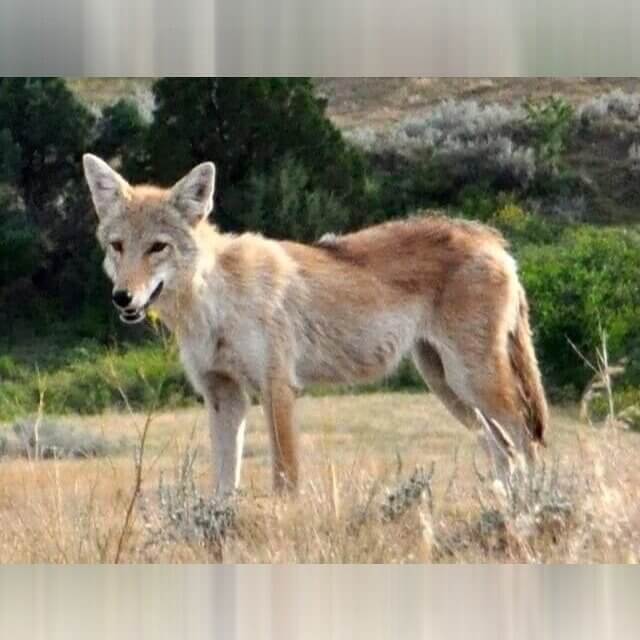Illinois - Zombie Coyotes