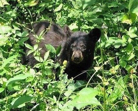 Arkansas - Large Mammals