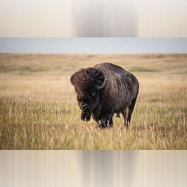 North Dakota - Bison