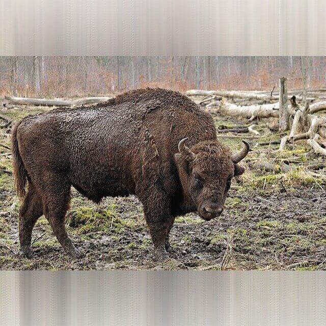 South Dakota - Large Mammals