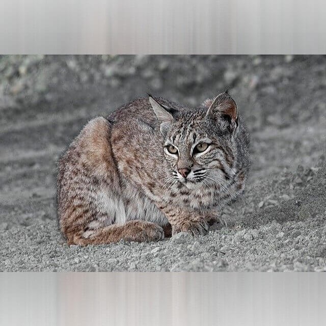 Connecticut - Bobcats