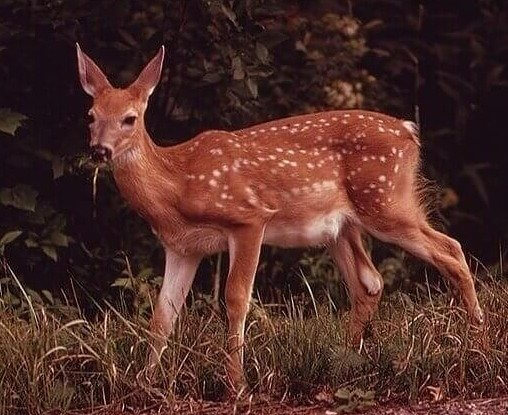 Wisconsin - Large Mammals