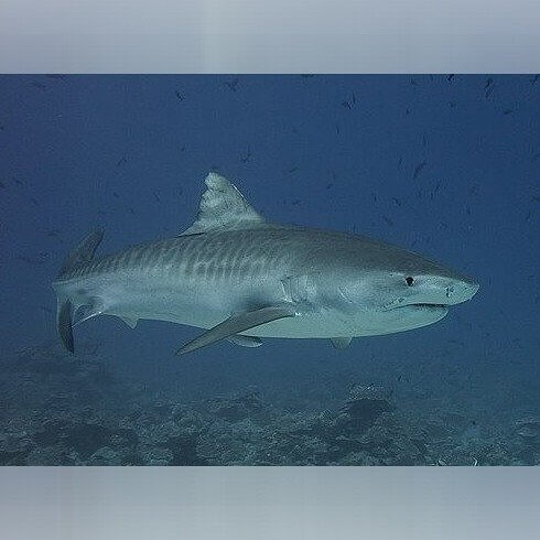 Hawaii - Tiger Sharks