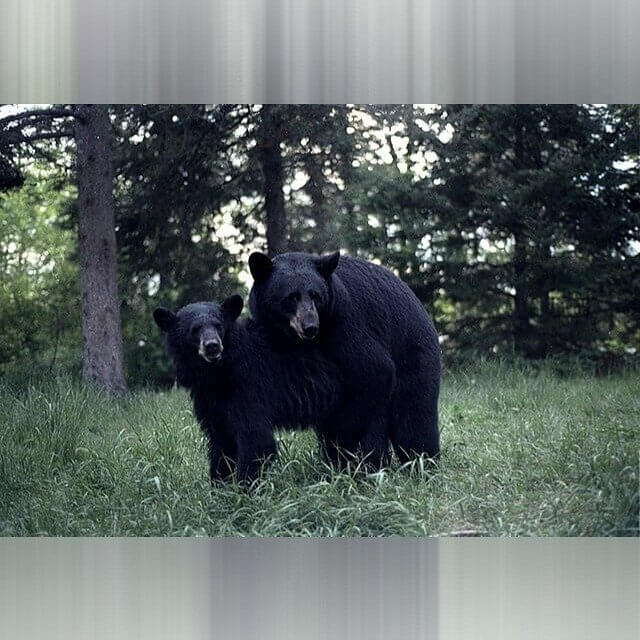 Kentucky - Black Bears