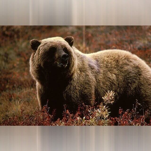 Montana - Grizzly Bears