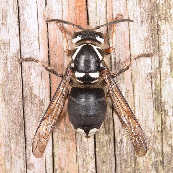 Massachusetts - Bees, Wasps, And Hornets