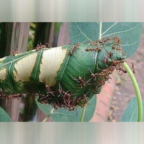 North Carolina - Fire Ants