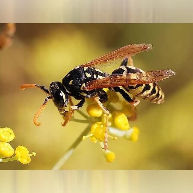 Louisiana - Hornets, Wasps, and Bees