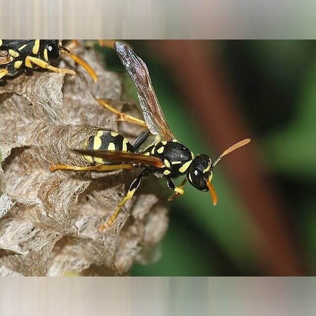 Oregon - Bees, Wasps, and Yellow Jackets