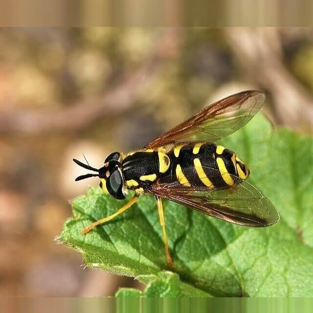 South Carolina - Wasps and Hornets