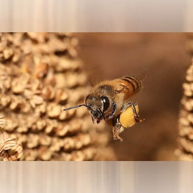 Maryland - Flying and Stinging Insects