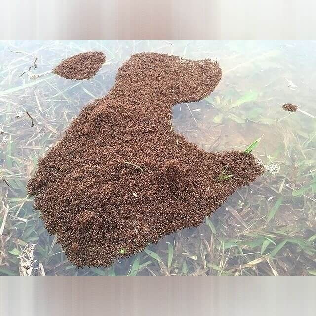 Texas - Flood Rafting Fire Ants