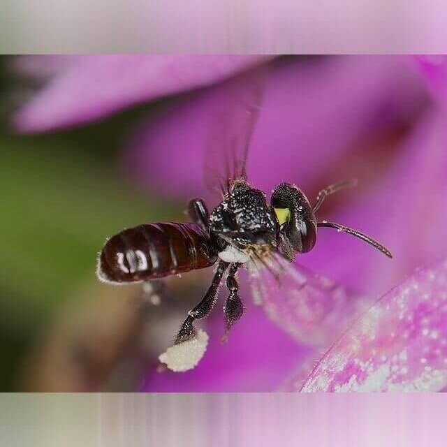 West Virginia - Flying And Stinging Insects
