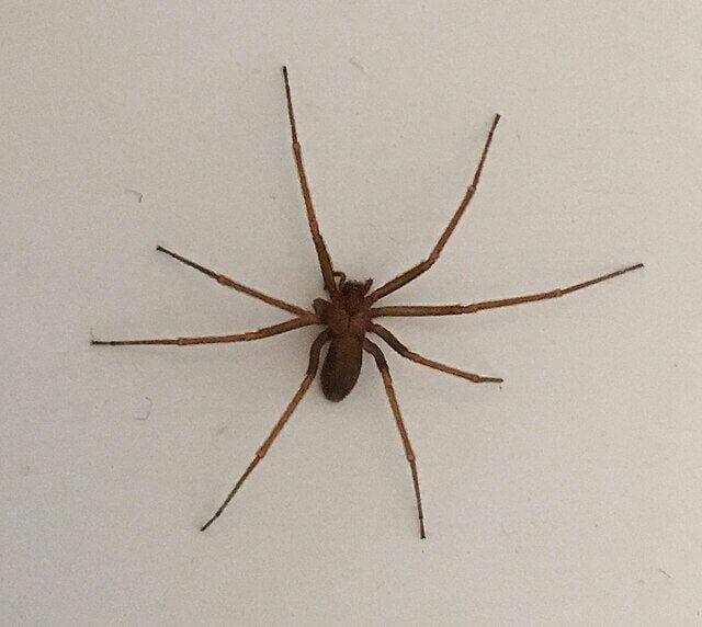 Tennessee - Brown Recluse Spiders