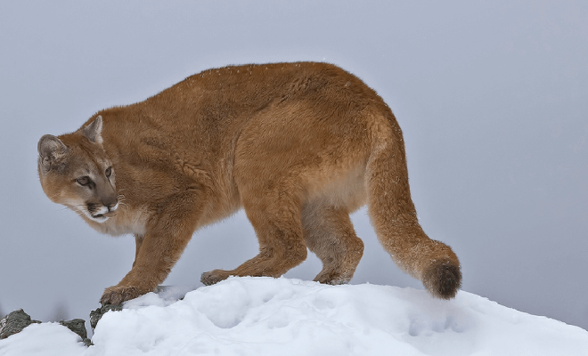 Die gefährlichsten Tiere in jedem Staat, laut CDC