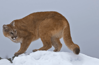 Os animais mais perigosos de cada estado, de acordo com o CDC