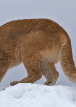 The Most Dangerous Animals In Each State, According To The CDC