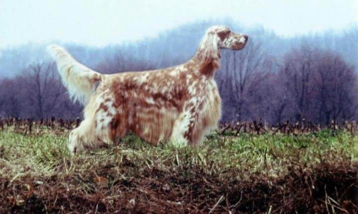 English Setter